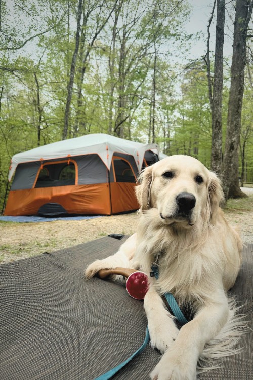 Truly Great Finds - Camping Natchez Trace Park Snake