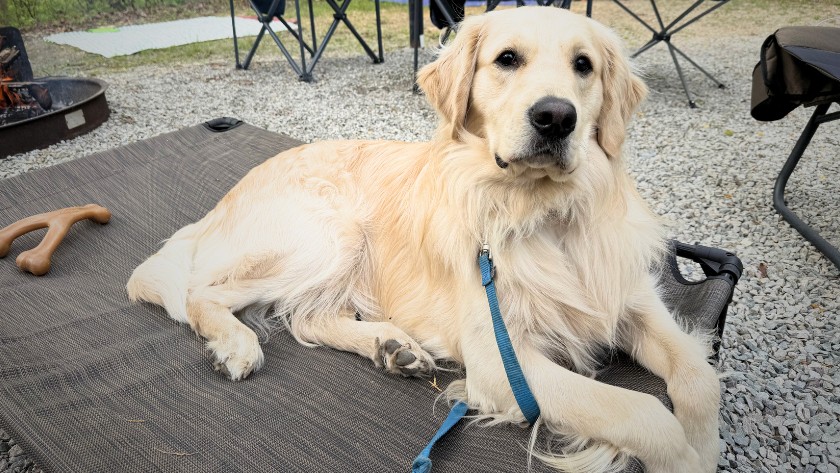 Truly Great Finds - Camping Natchez Trace Park Dog
