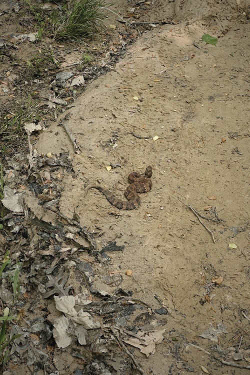 Truly Great Finds - Camping Natchez Trace Park Snake